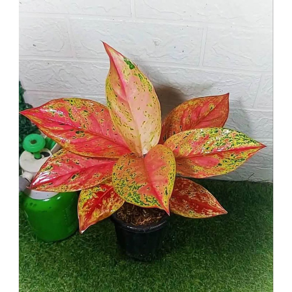tanaman hias aglonema big roy / aglonema red big roy / aglonema
