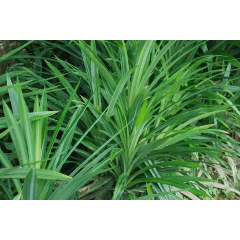 

Daun Pandan wangi / Per 10 Lembar