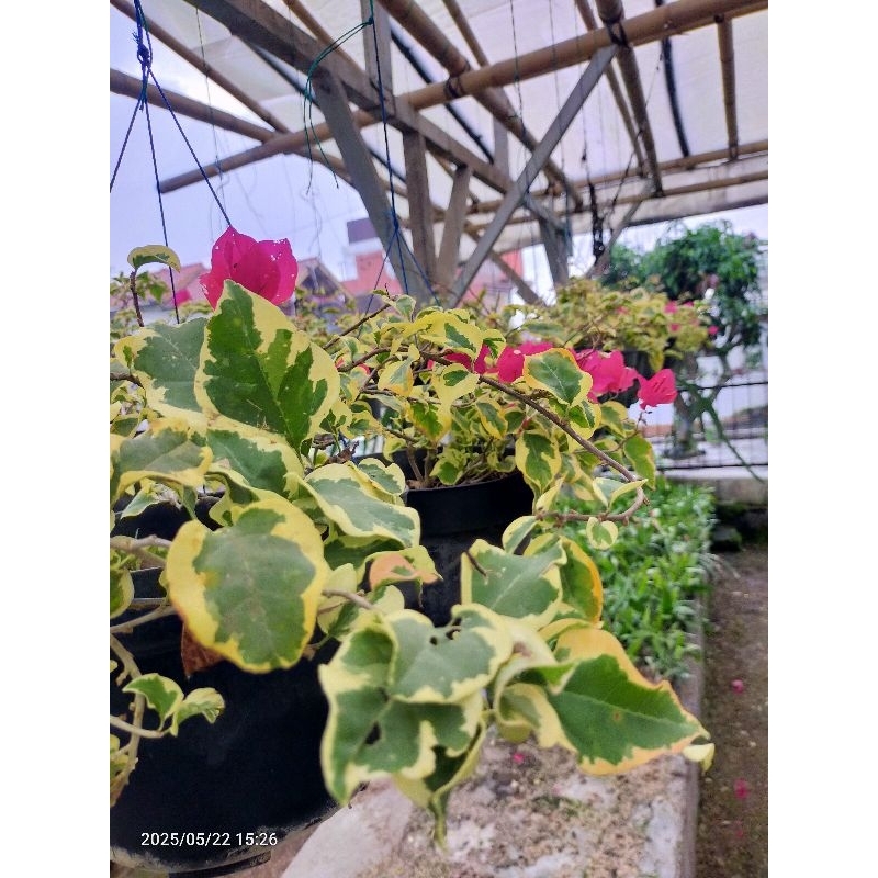 Bougenville varigata bunga pink fanta