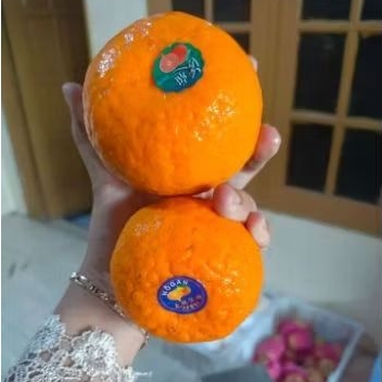 

Jeruk Mandarin Wokam / Wogan Citrus Premium - Super Wangi Manis Murah
