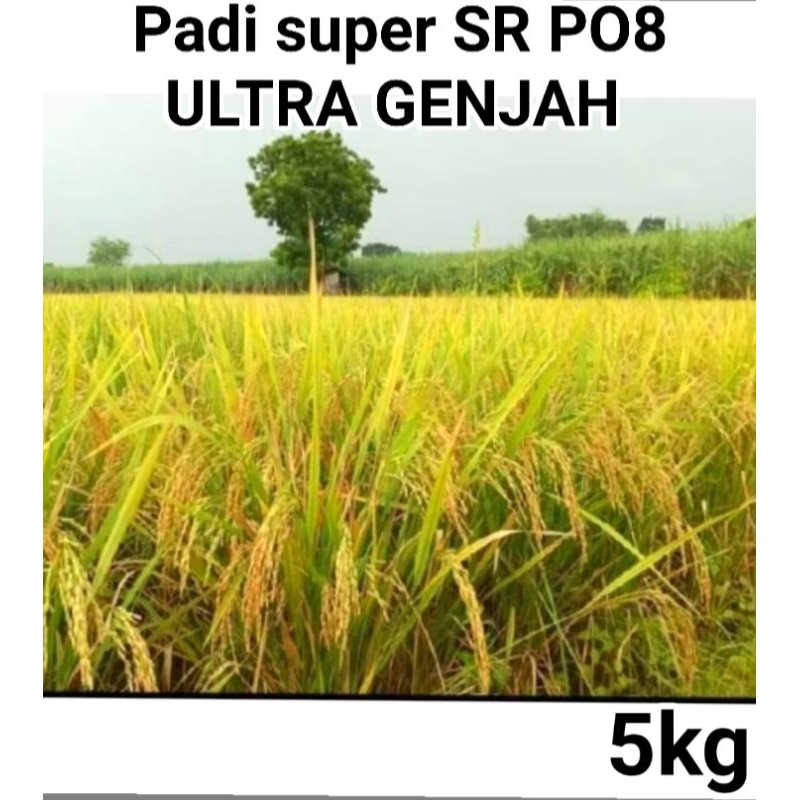 BENIH BIBIT PADI SR-P08 ULTRA GENJAH KEMASAN 5KG