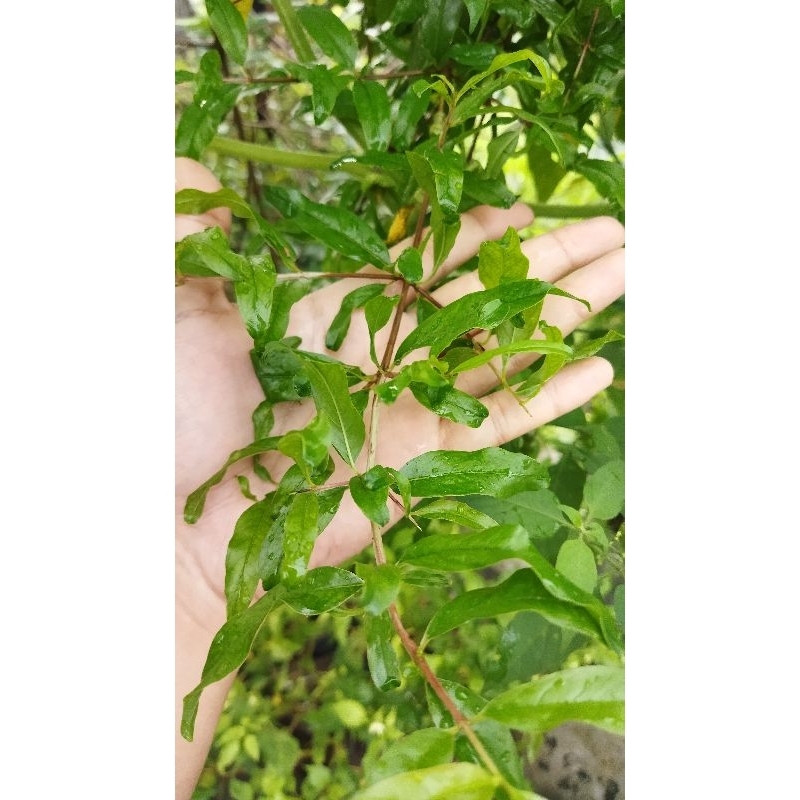 

daun delima segar