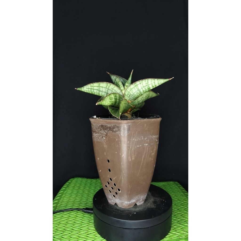 sansivera hybrid boncel x hybrid