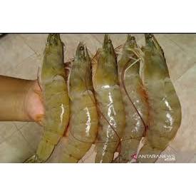 

Jual Udang Vaname Segar Dan Frozen || Hasil Tangkapan Nelayan