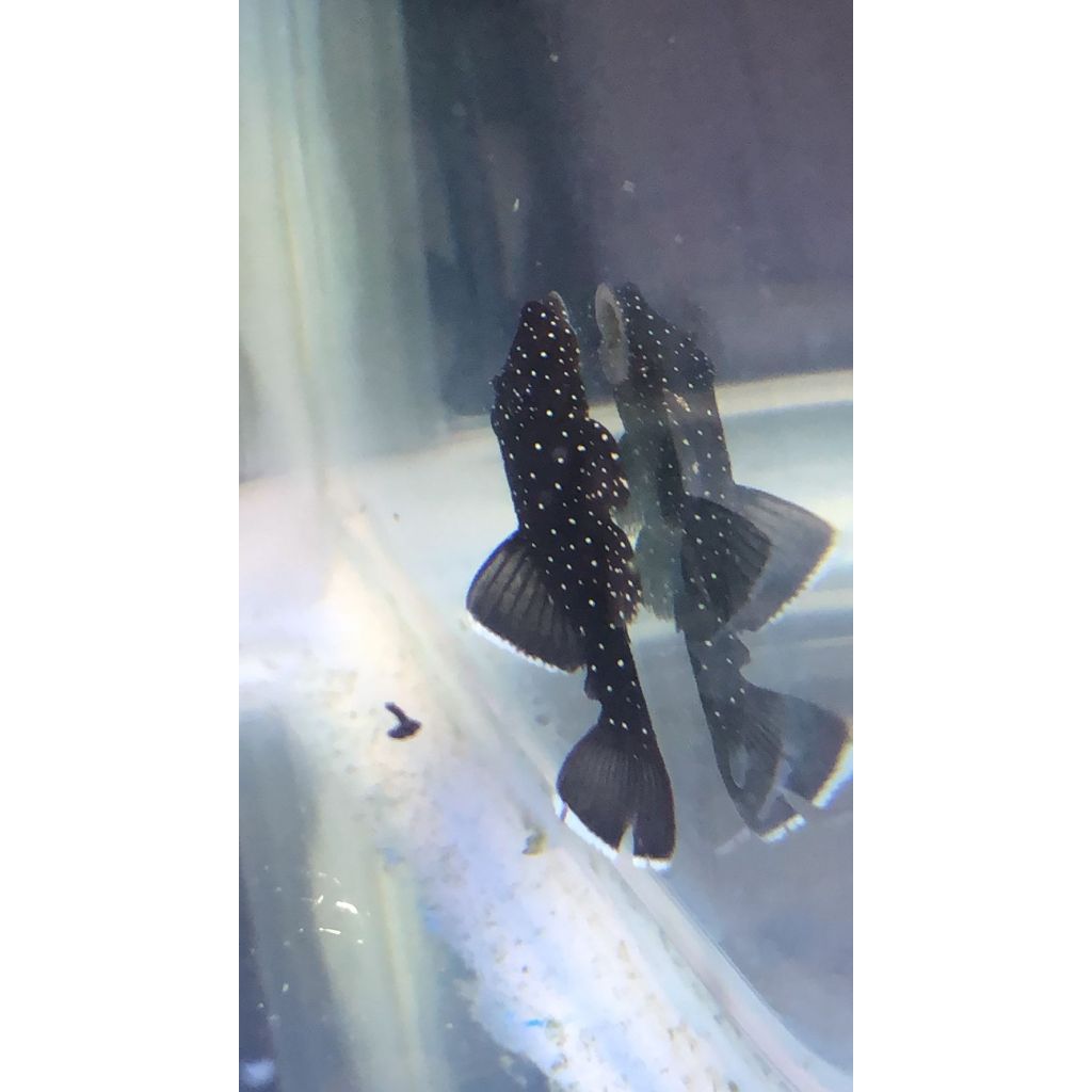Pleco L183 STARLIGHT BUSHYNOSE PLECO (Ancistrus dolichopterus)