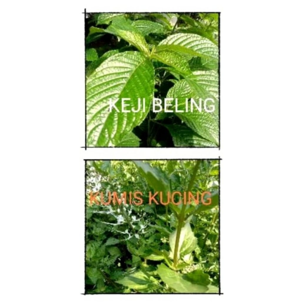 

Paket daun kumis kucing dan daun keji beling fresh per 200gr