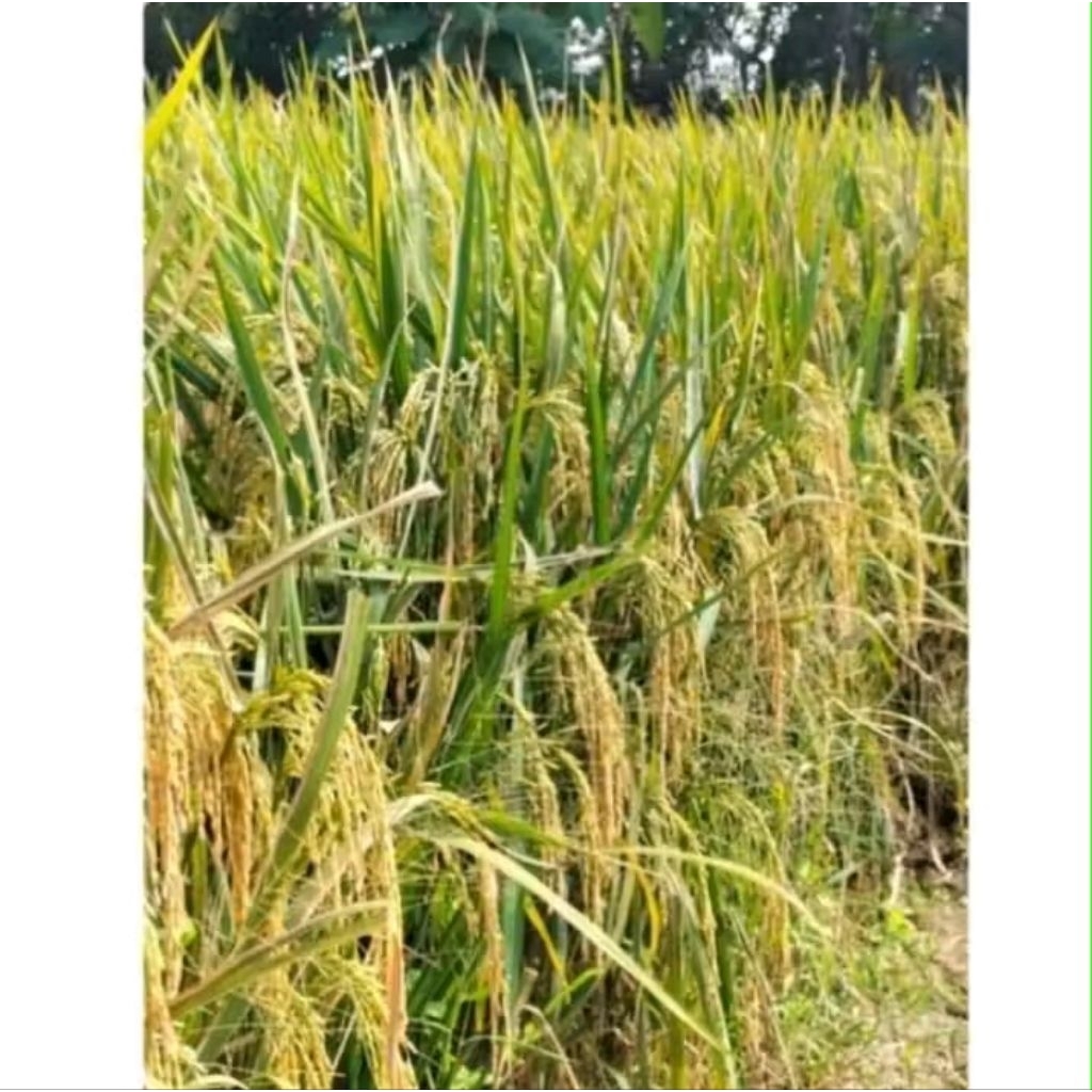 benih padi bima sakti kemasan 5 kg