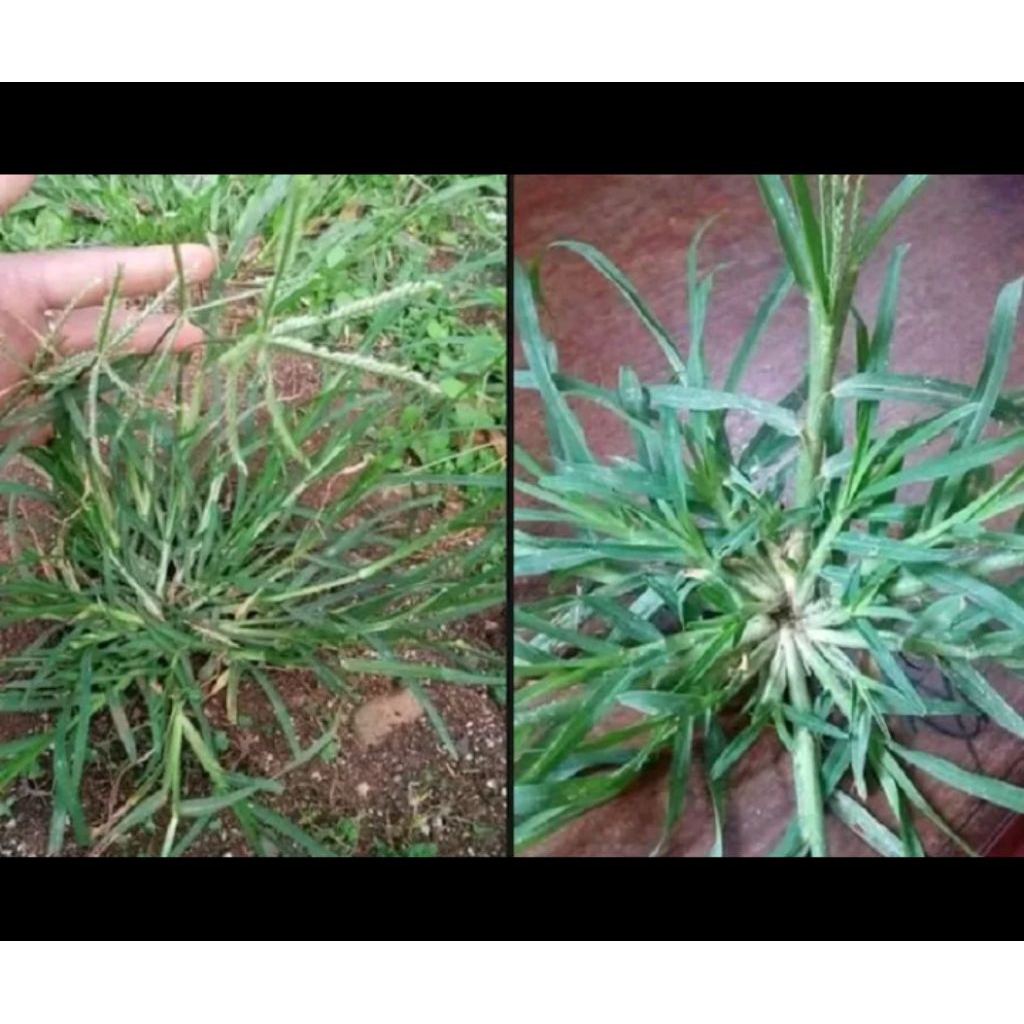 

rumput belulang +akar 250gram dan bermanfaat dan baru petik setiap orderan