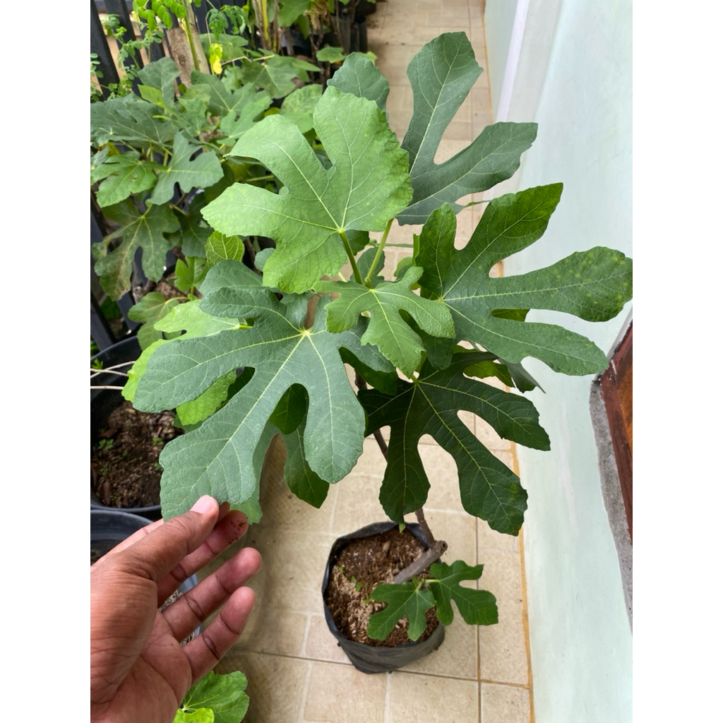 Tanaman Tin, Tanaman Buah Tin