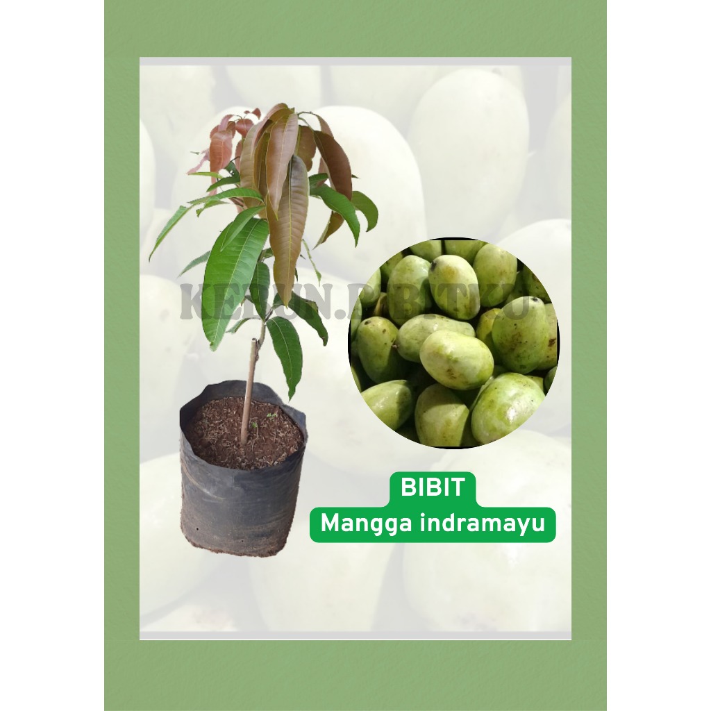 

Bibit Mangga berkualitas tinggi mangga Indramayu Tinggi 50 s/d 80 cm