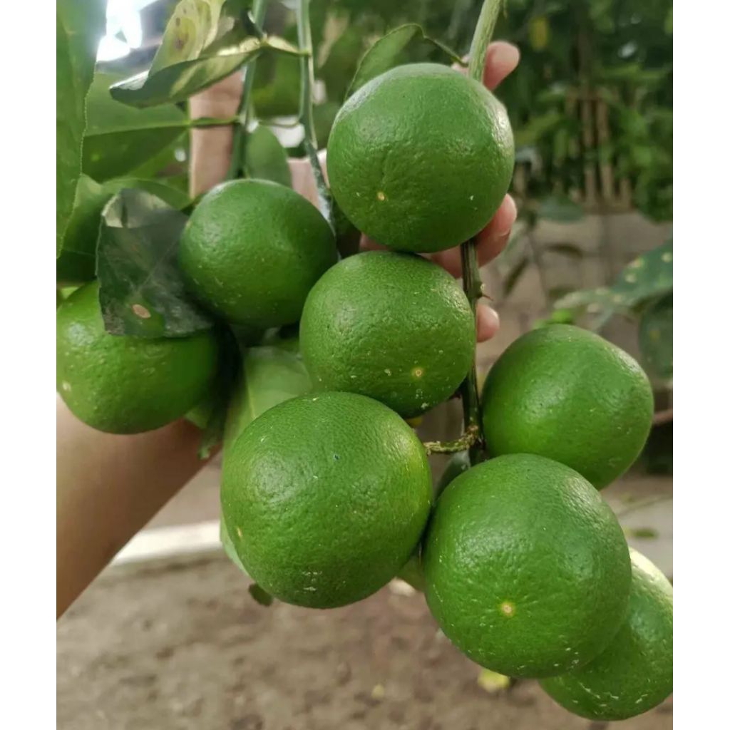 

JERUK NIPIS SEGAR 1 KG