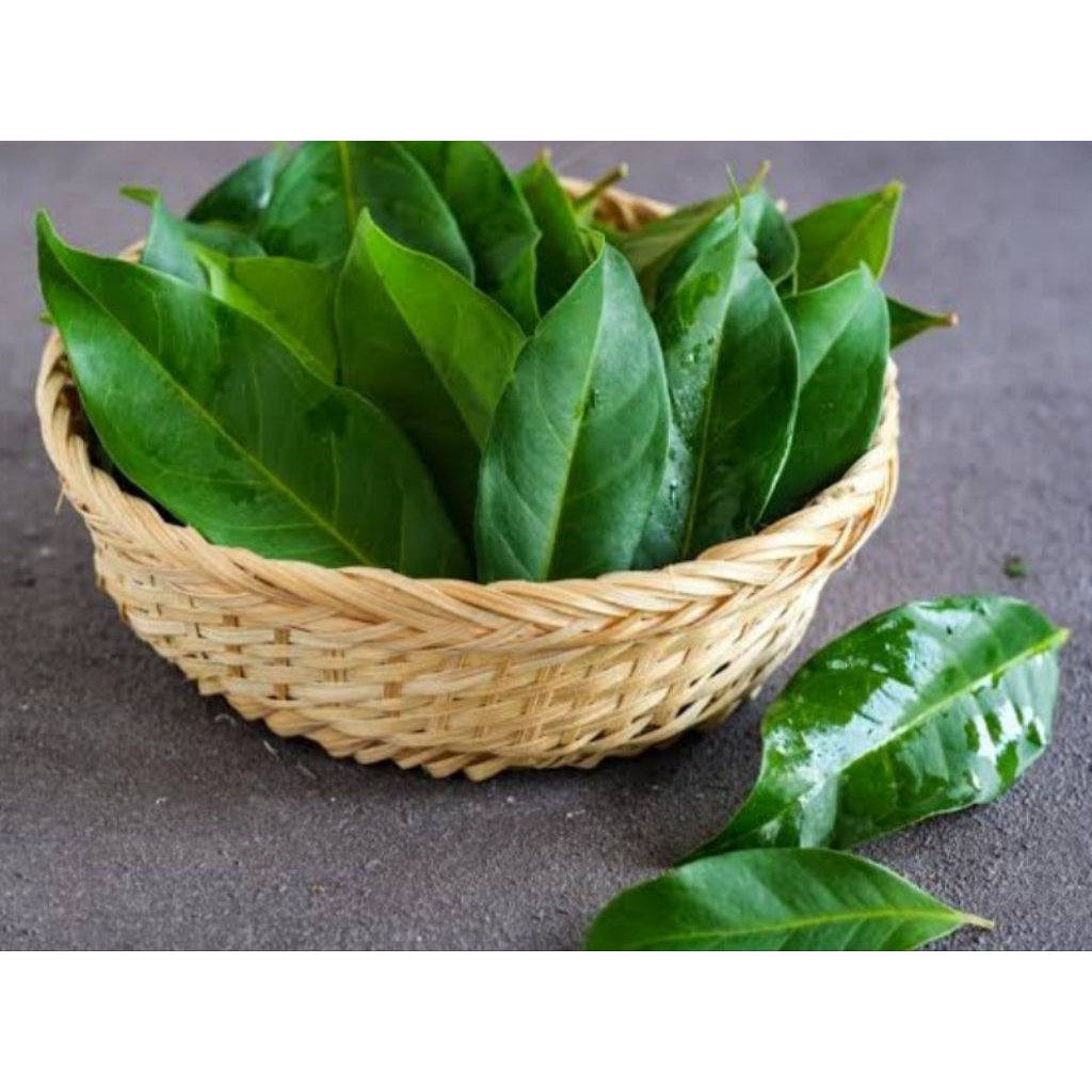 

DAUN SALAM SEGAR 100 GRAM