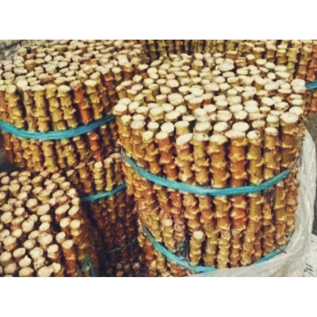 

BIBIT SINGKONG KLANTING WERKUDARA PER IKAT ISI 10 BTG PANJANG 20 CM