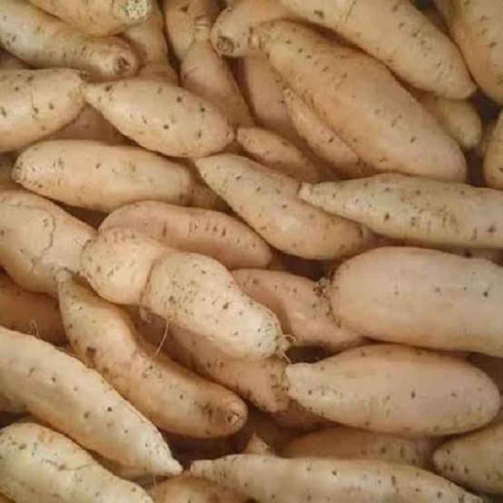 

UBI CILEMBU ASLI SUMEDANG PENGIRIMAN LANGSUNG DARI SUMEDANG