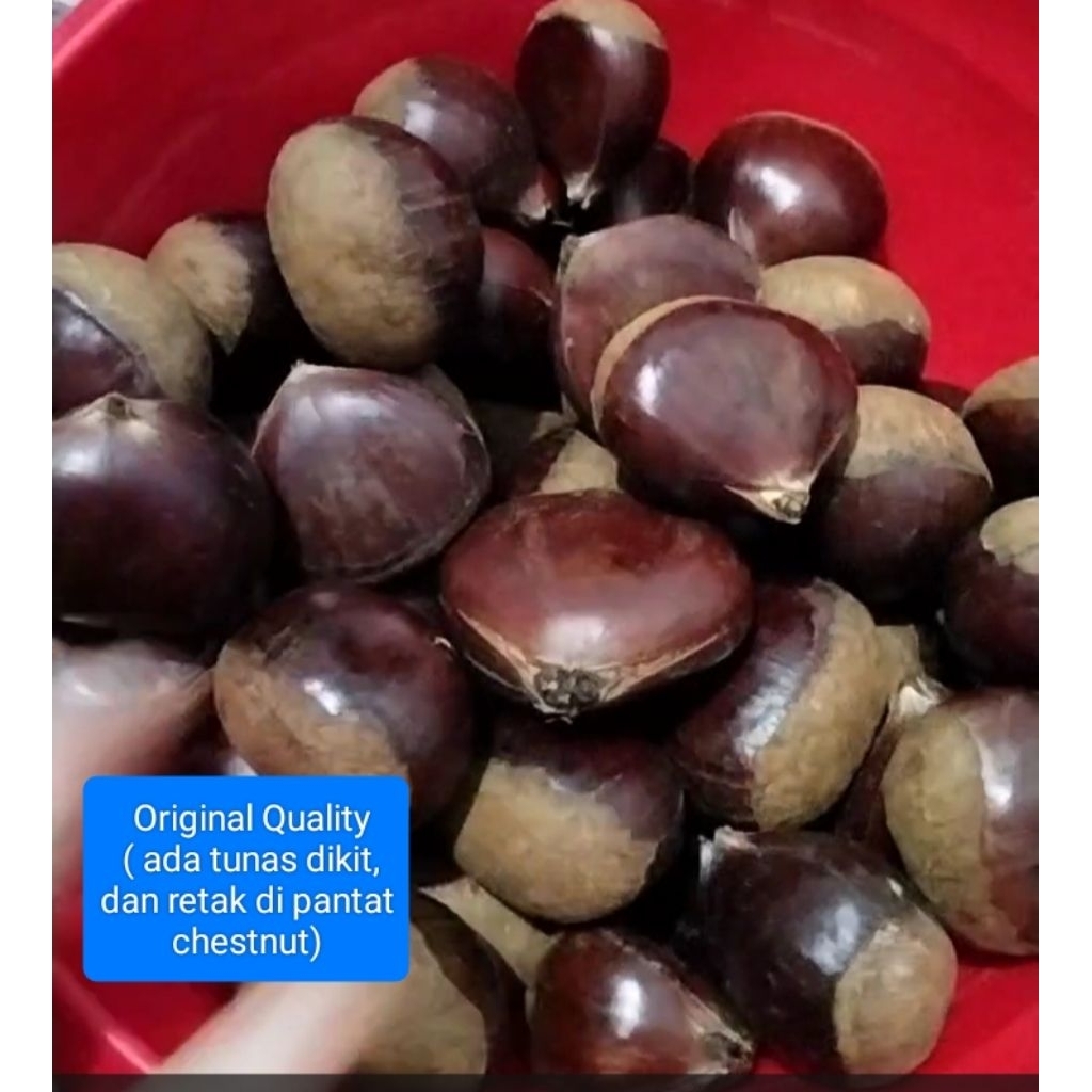 

Chestnut Mentah ( ORIGINAL QUALITY ) / Lakci Kacang Berangan Mentah