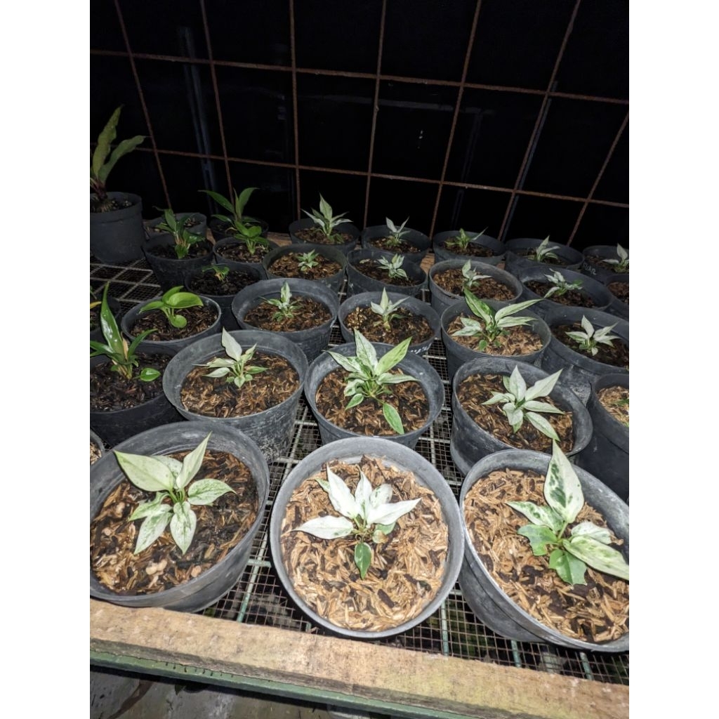 gelombang cinta varigata