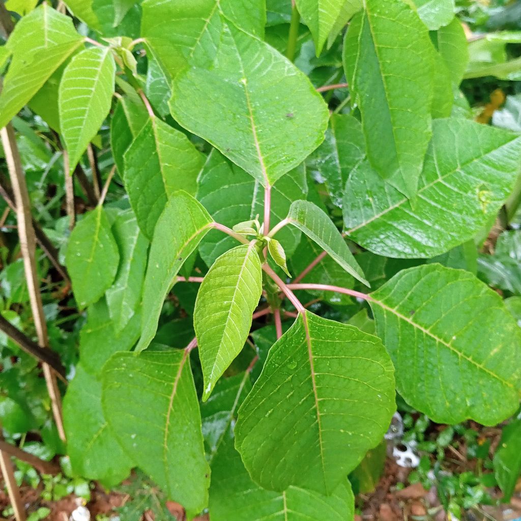 

Daun kastuba segar untuk lalapan paket 500 gram