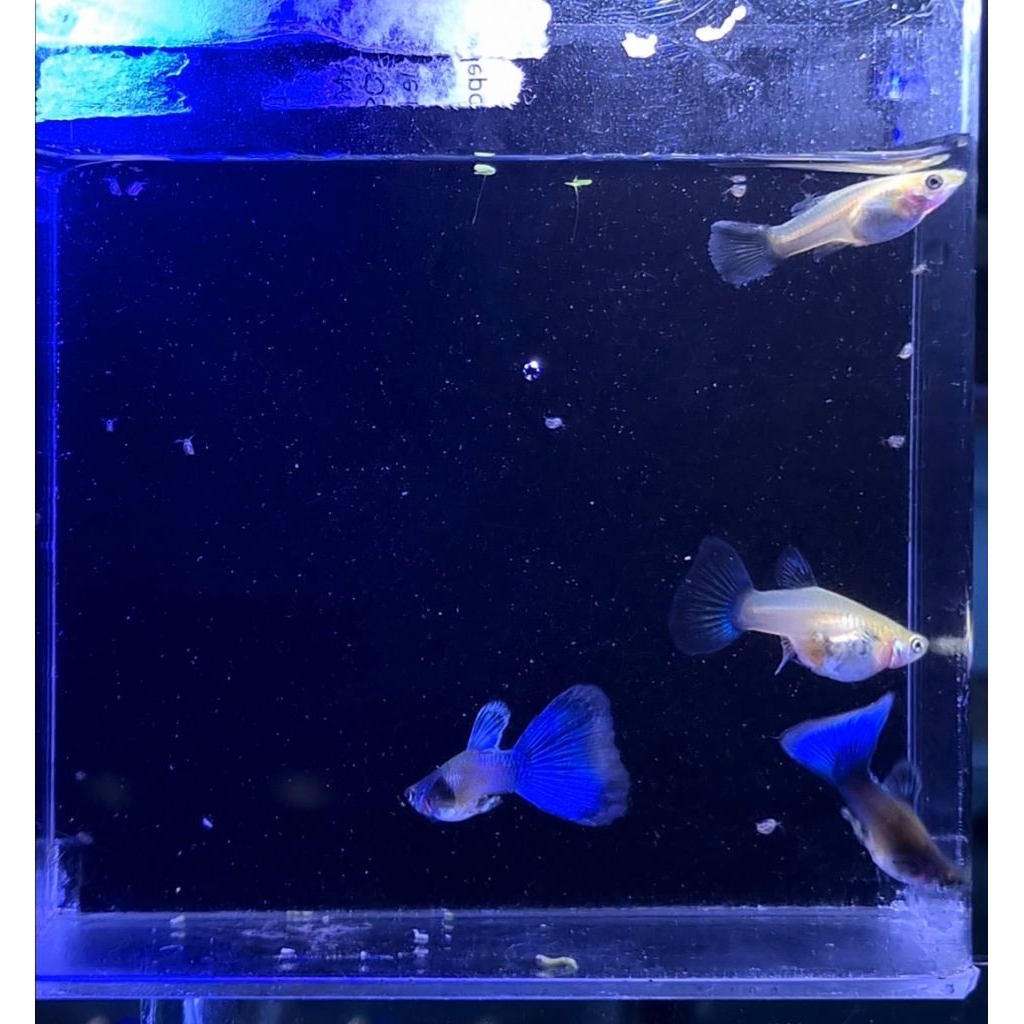 HIASAN AQUARIUM | SINGA BLUE TAIL GUPPY