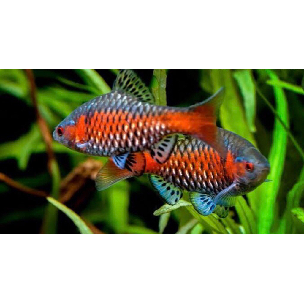 odessa barb male schooling 5 pcs