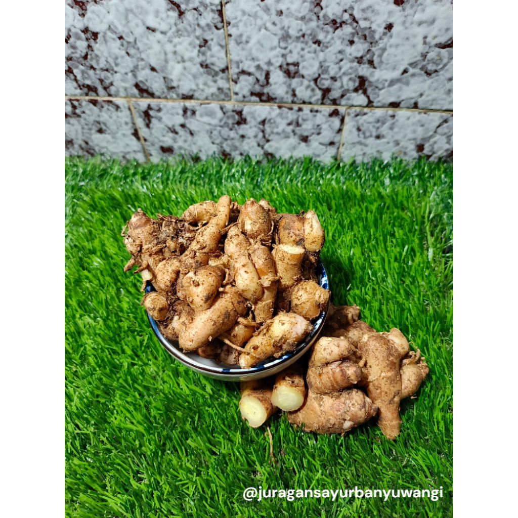 

KENCUR SEGAR 1kg KENCUR SUPER FRESH