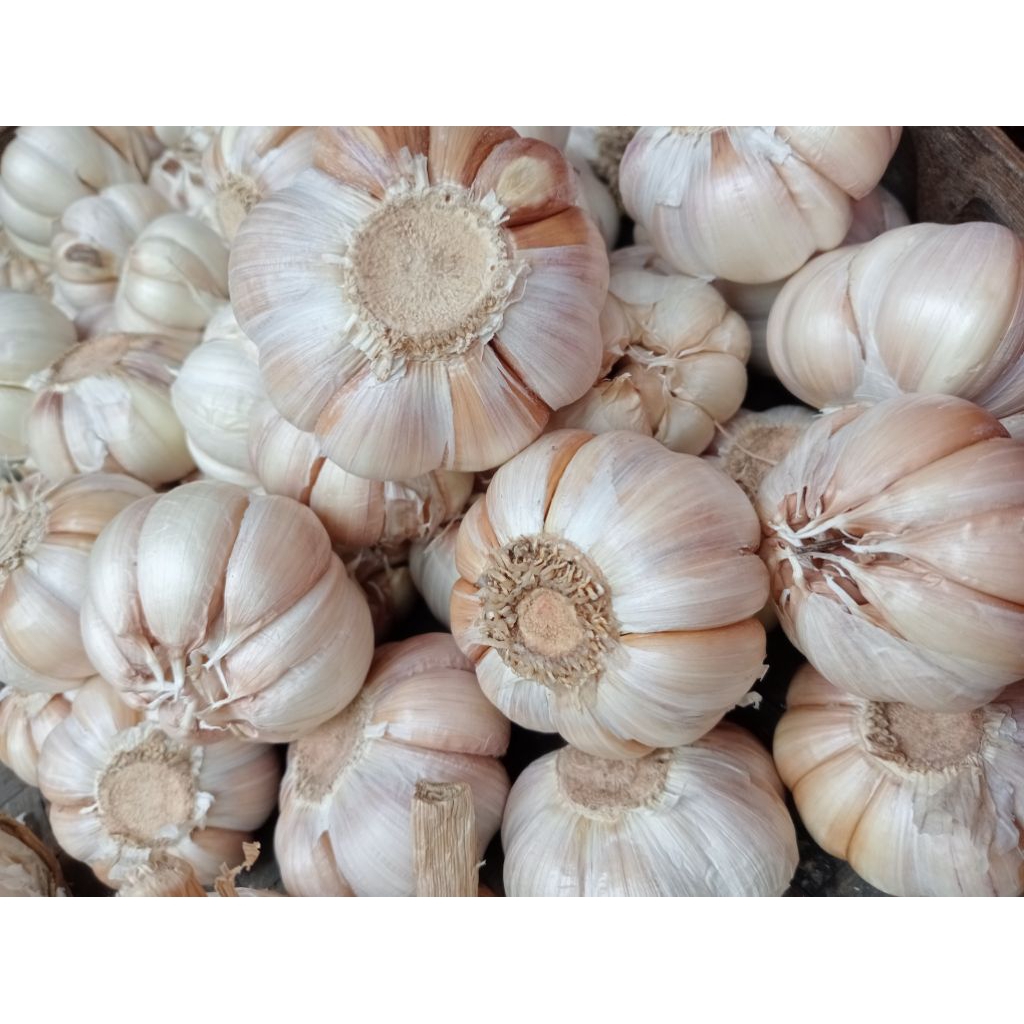 

Bawang Putih harga per kg