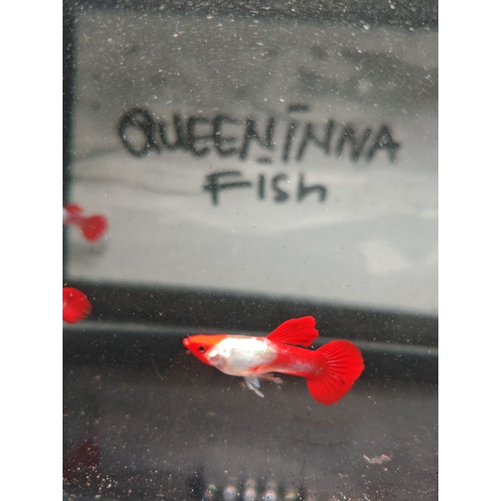 dekorasi akuarium kebutuhan akuarium guppy red koi platinum grade A