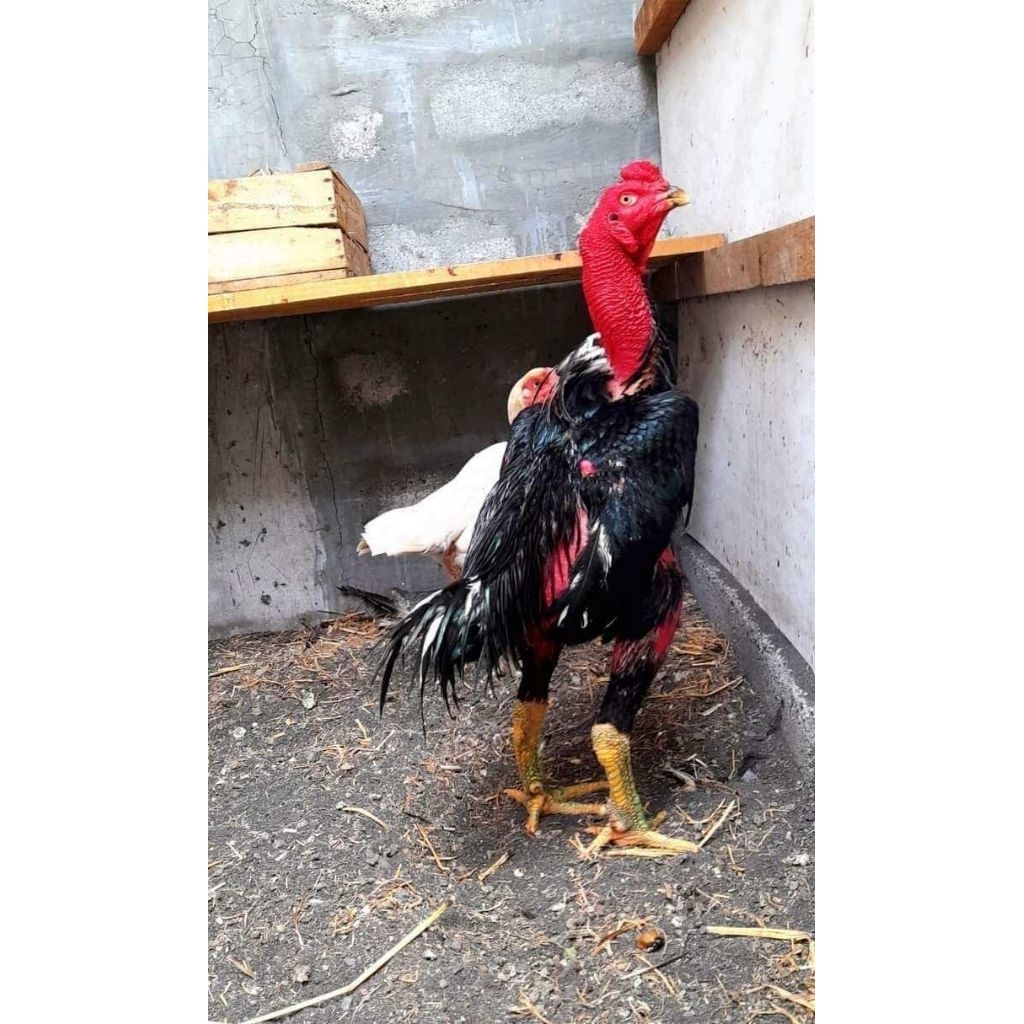 

Telur Ayam Ganoi Wiring Galih kaki Gunung Fertil siap untuk ditetaskan