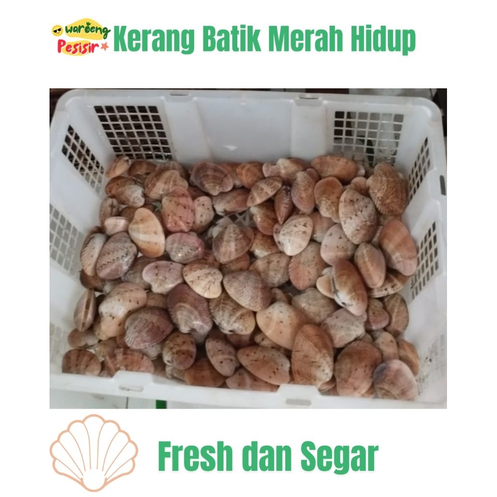 

KERANG BATIK MERAH HIDUP – UKURAN JUMBO – DIJUAL PER KILO