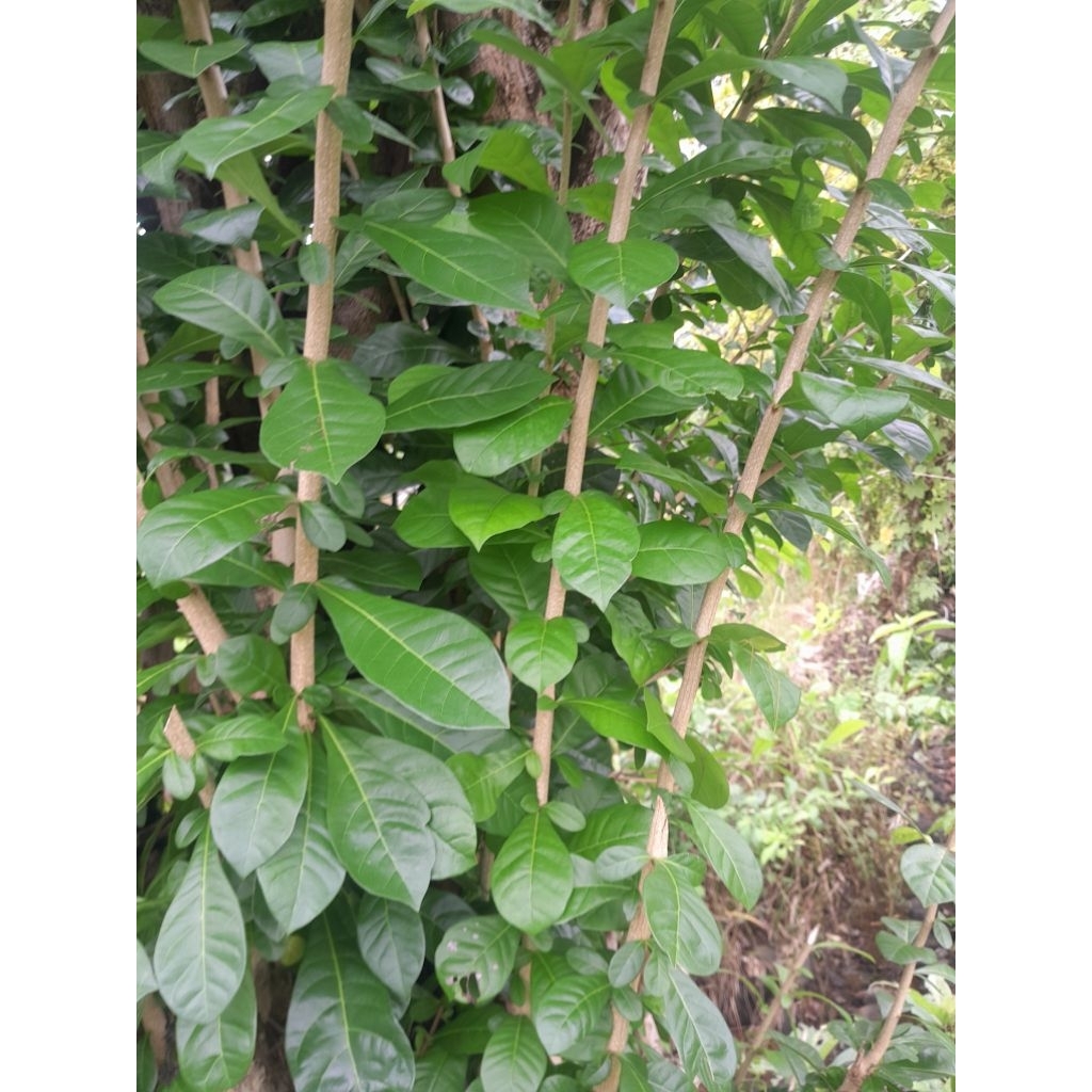 

Daun Berenuk 50 Lembar Segar