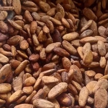 

Biji Coklat Cacao kering 1 kg | Cacao beans kualitas super