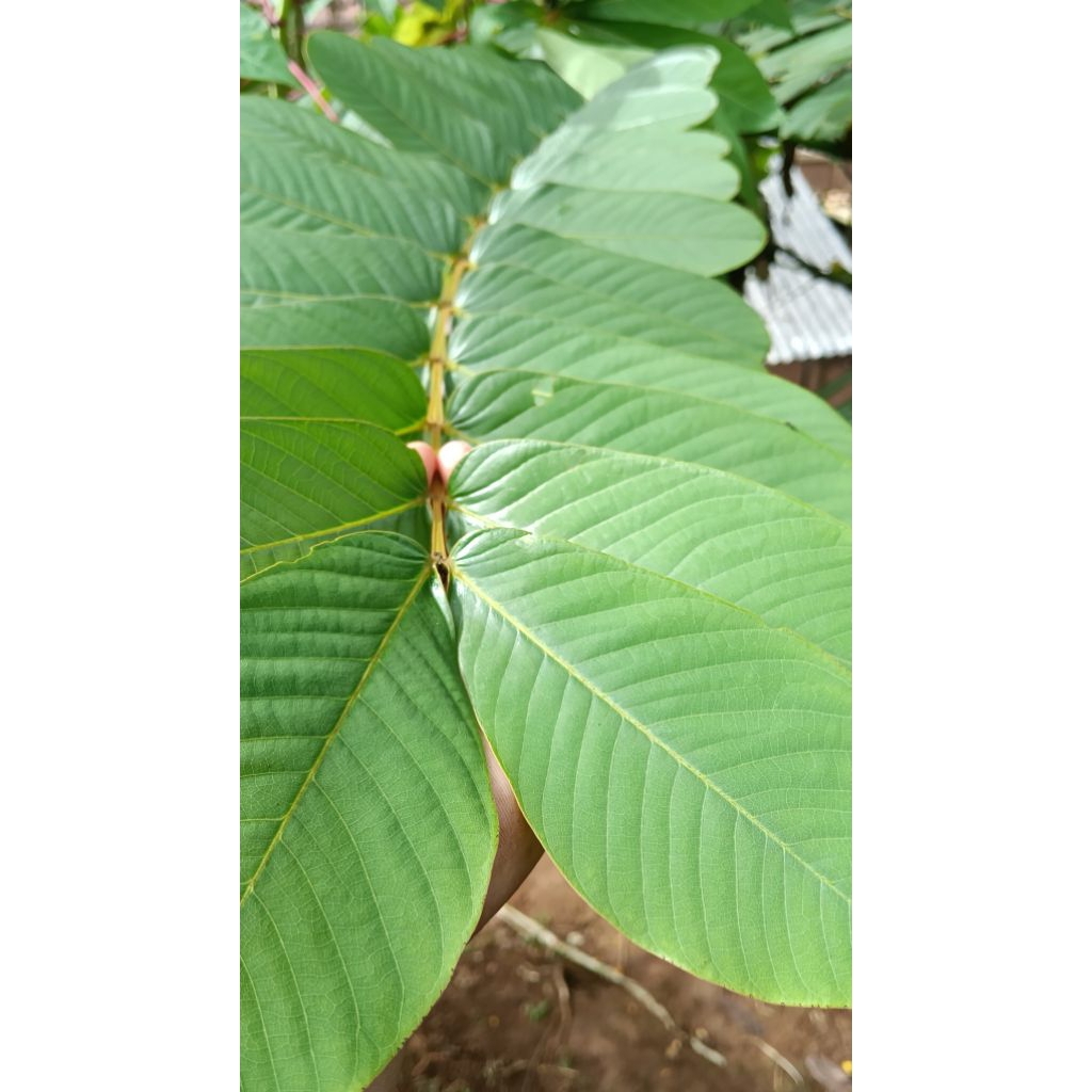 

herbal daun ketepeng segar 50 lembar