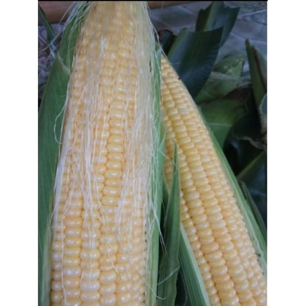 

jagung manis / jagung manis isi 2 / jagung manis murah / jagung mentah / jagung rebus / dadar jagung