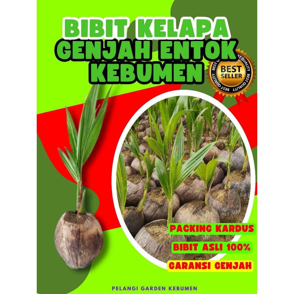 BIBIT PREMIUM.. Tanaman Kelapa Hibrida Hijau Jumbo, Tanaman Kelapa Hijau Asli, Tanaman Kelapa Hijau 