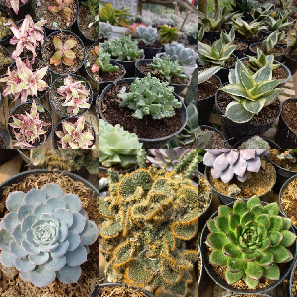 paket 15 sukulen kaktus uk sedang dengan pot