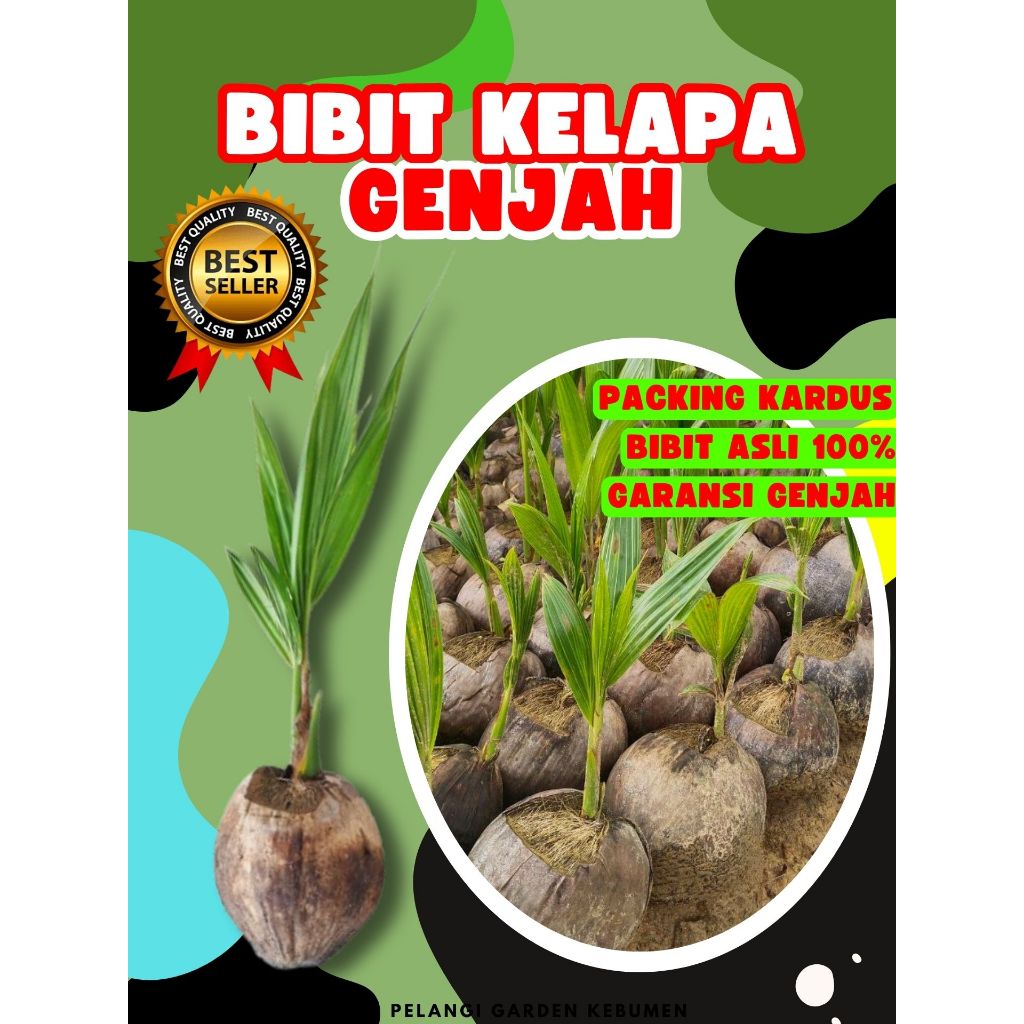 TERBAIK.. Tanaman Kelapa Kopyor Besar, Tanaman Kelapa Kopyor Genjah, Tanaman Kelapa Kopyor Genjah Pa