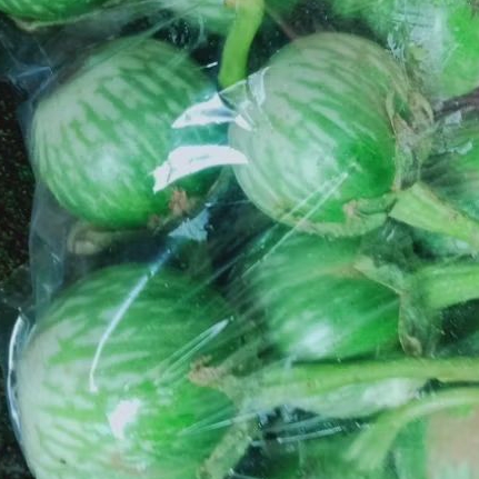 

lalapan sayur terong bulet hijau, lalapan