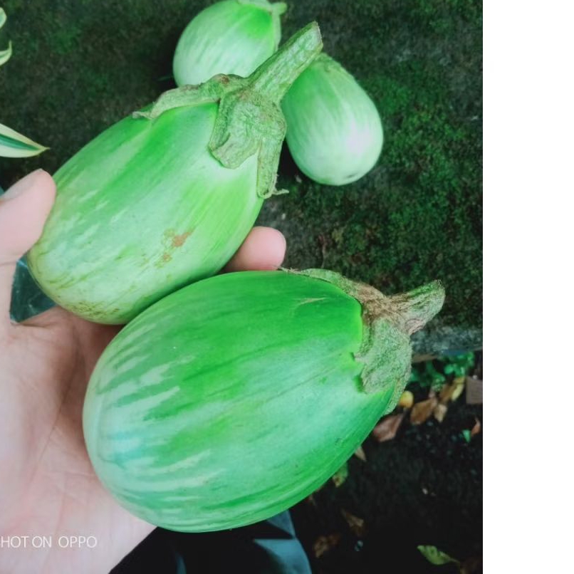 

terong pondoh hijau segar