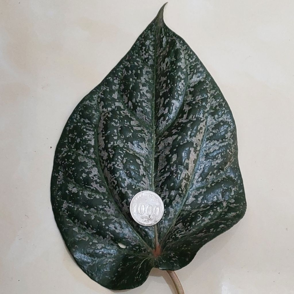 

Daun Sirih Merah Langsung Petik Pohon