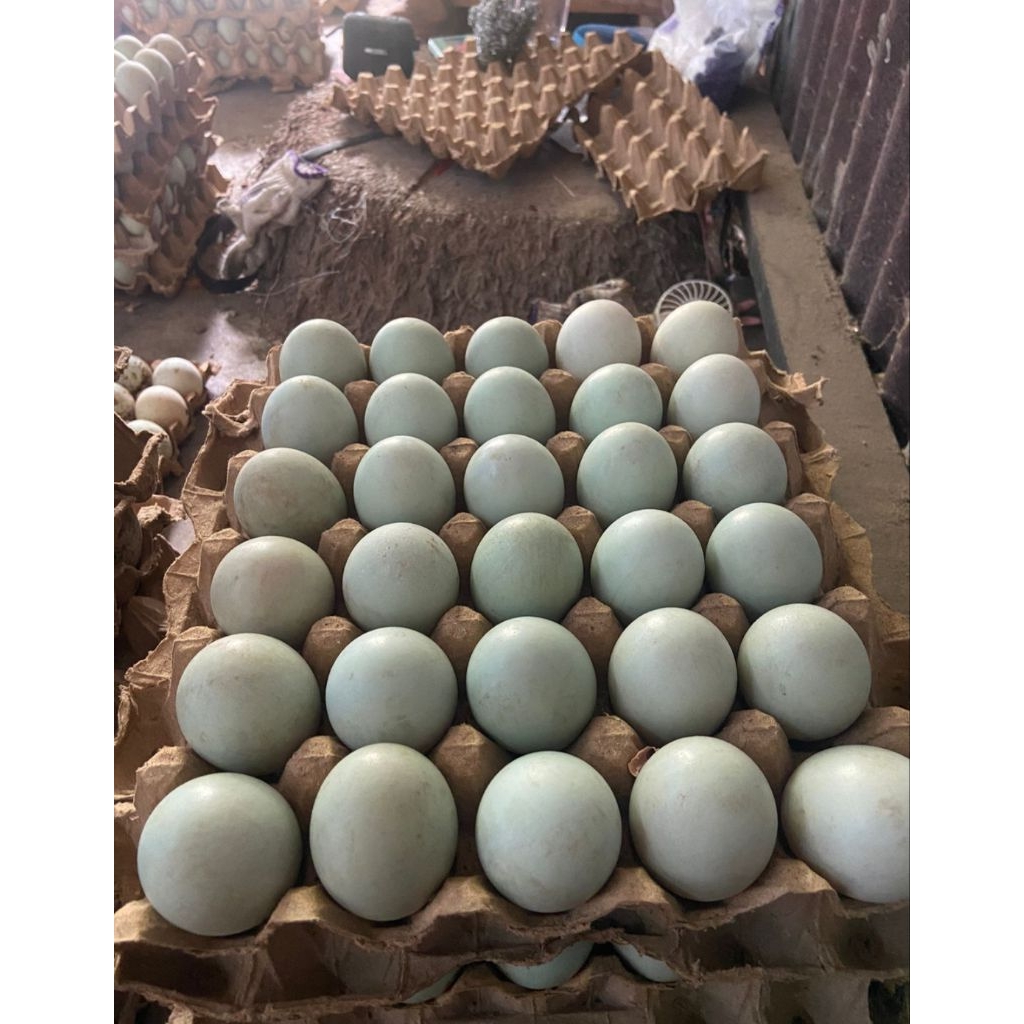 

(1PAPAN)Telur Itik OMEGA Fresh Segar Ukuran Menengah dan Super Jumbo