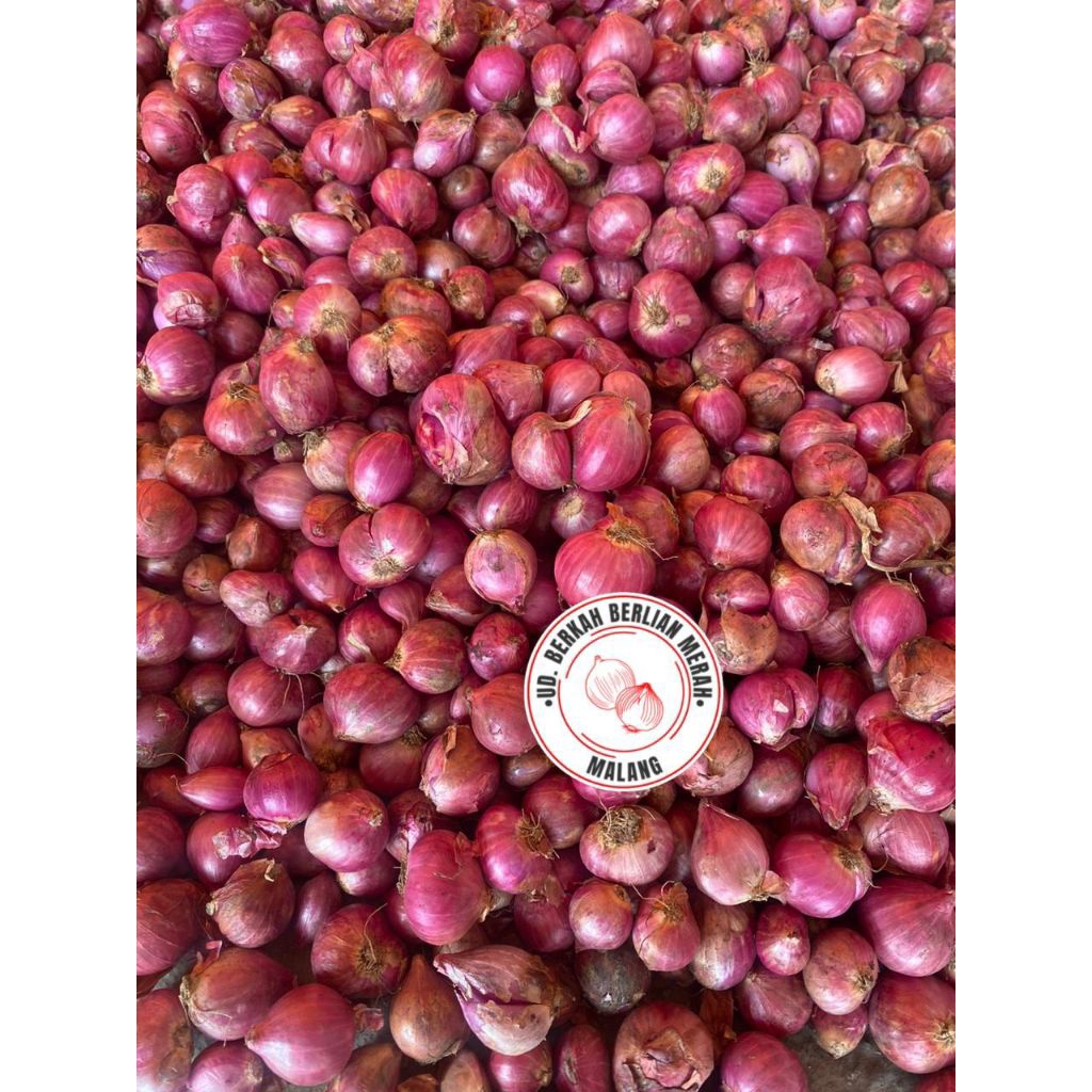 

bawang merah probolinggo super