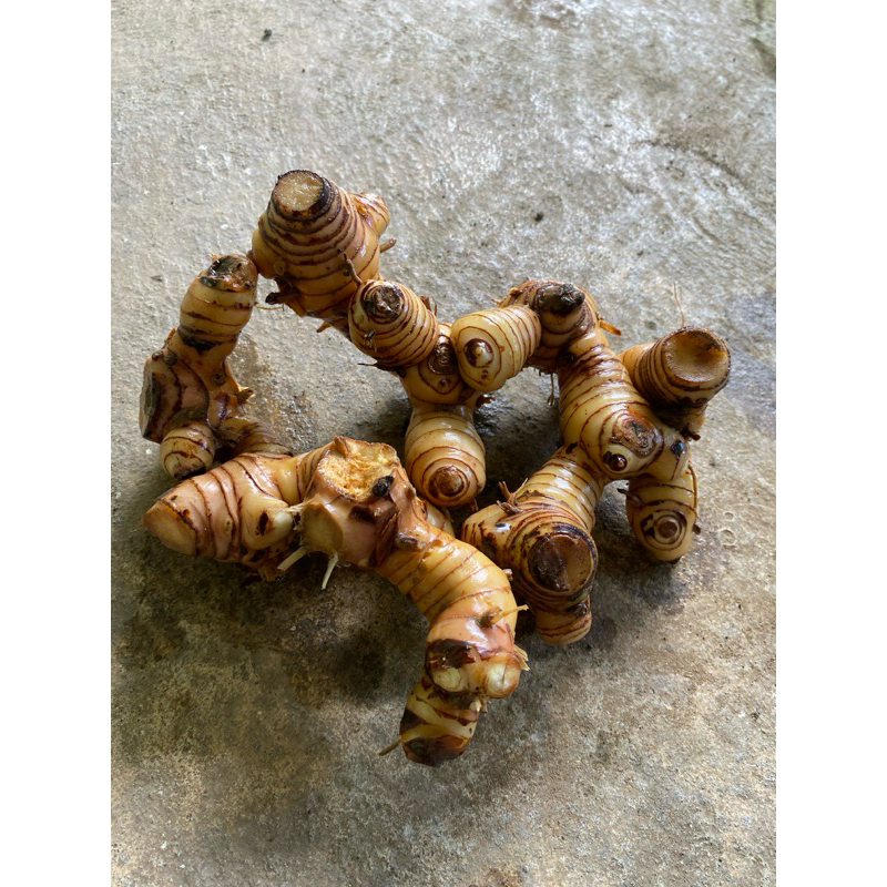 

Lengkuas bumbu fresh 100%