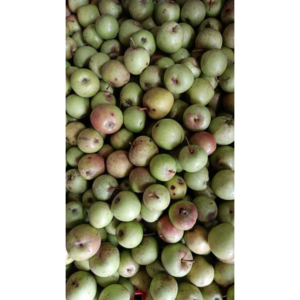 

Apel Malang / apel manalagi Mini 1kg (isi 18-30an)