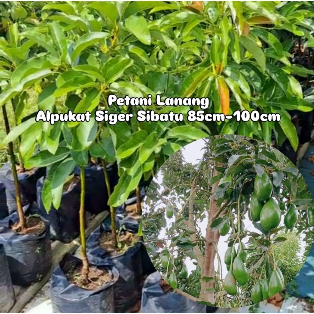 Bibit Alpukat Siger Sibatu Tinggi 85cm - 1 Meter Hasil Okulasi Cepat Berbuah