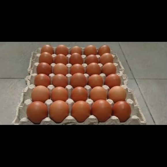 

Telur ayam negeri FRESH / telur coklat/ telur ayam murah / telur ayam