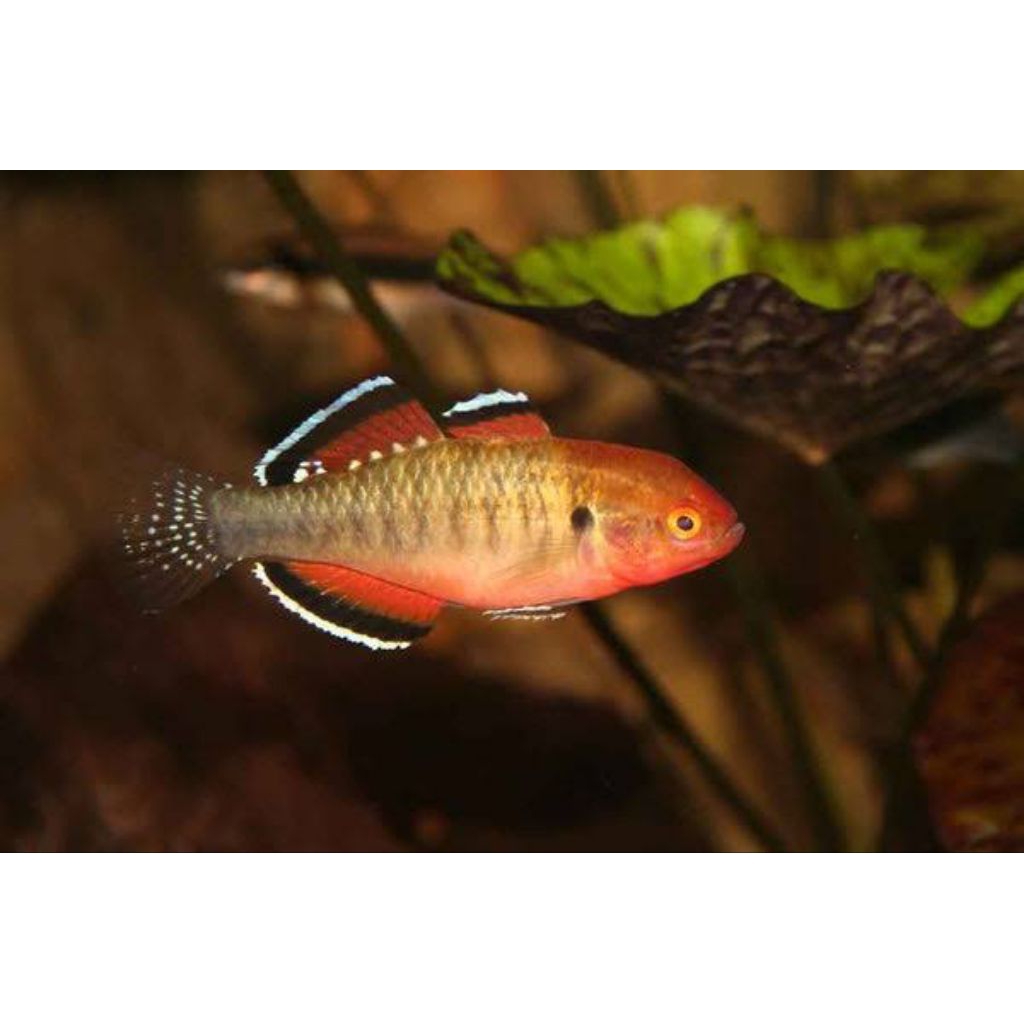 Empire Gudgeon Hypseleotris Compressa