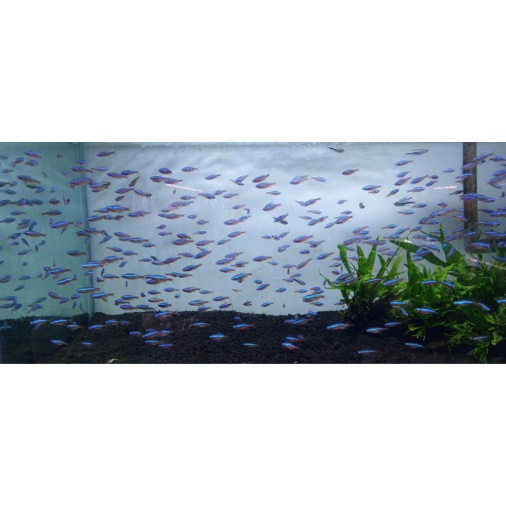 ikan neon