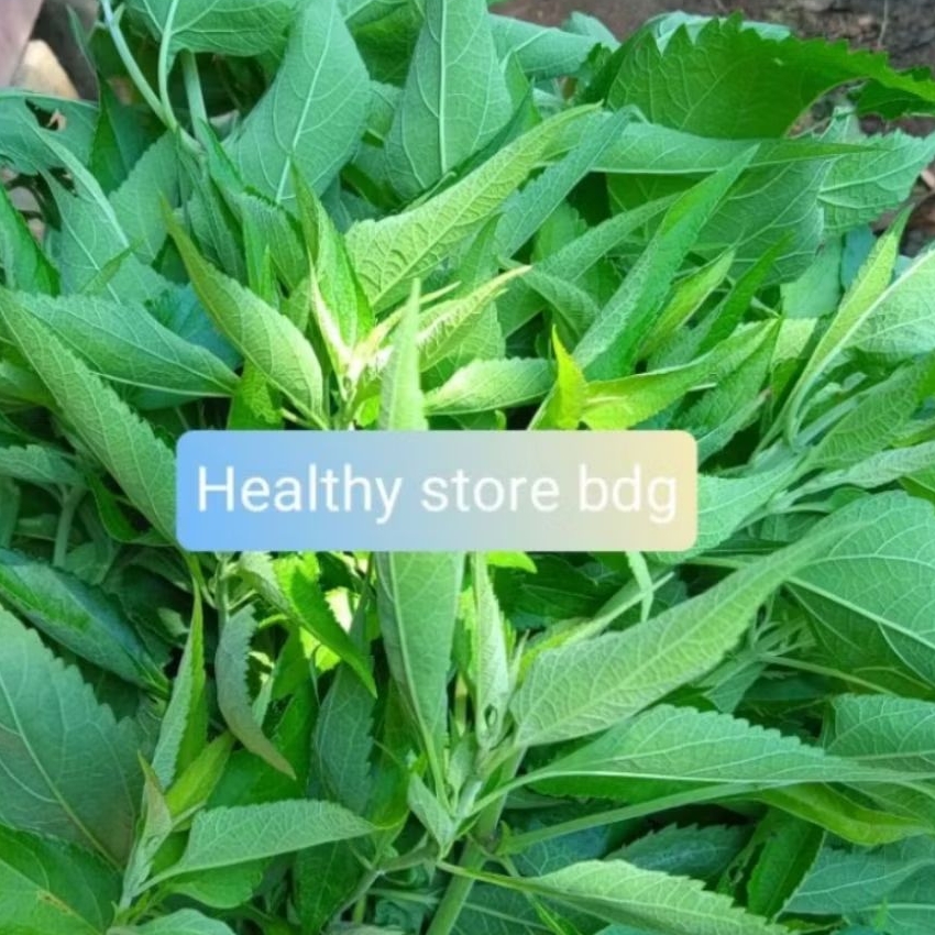 

Daun kirinyuh segar Petik langsung 250 gram