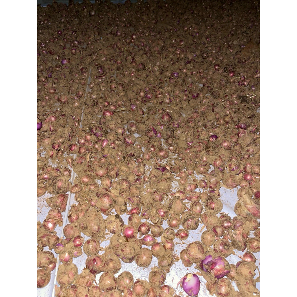 

Bawang Bantaeng