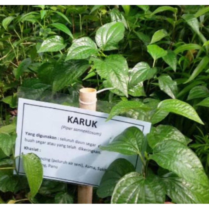 

Daun Karuk Segar Alami Bermanfaat 300gram