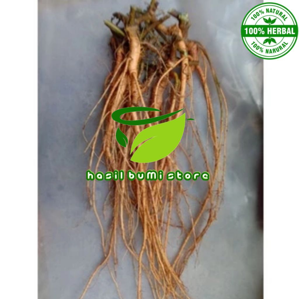 

akar putri malu asli segar 1kg